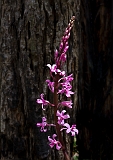 Dipodium roseum Rosy Hyacinth-orchid4